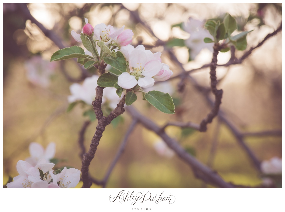 Palm Springs wedding photographer, 29 Palms photographer, Colorado Springs photographer, couples posing