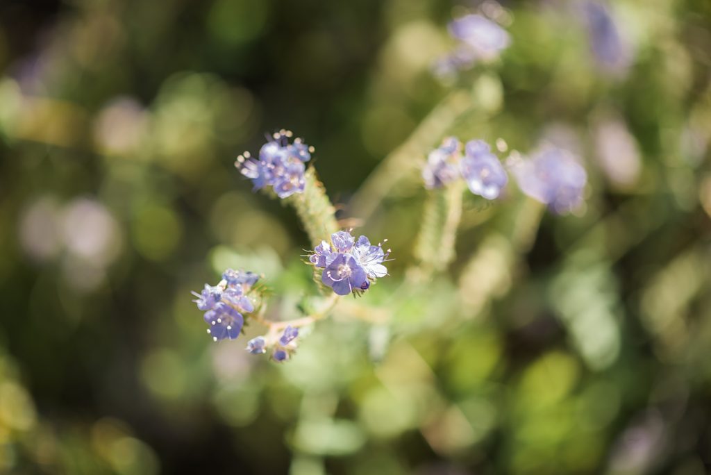 palm desert engagement photos