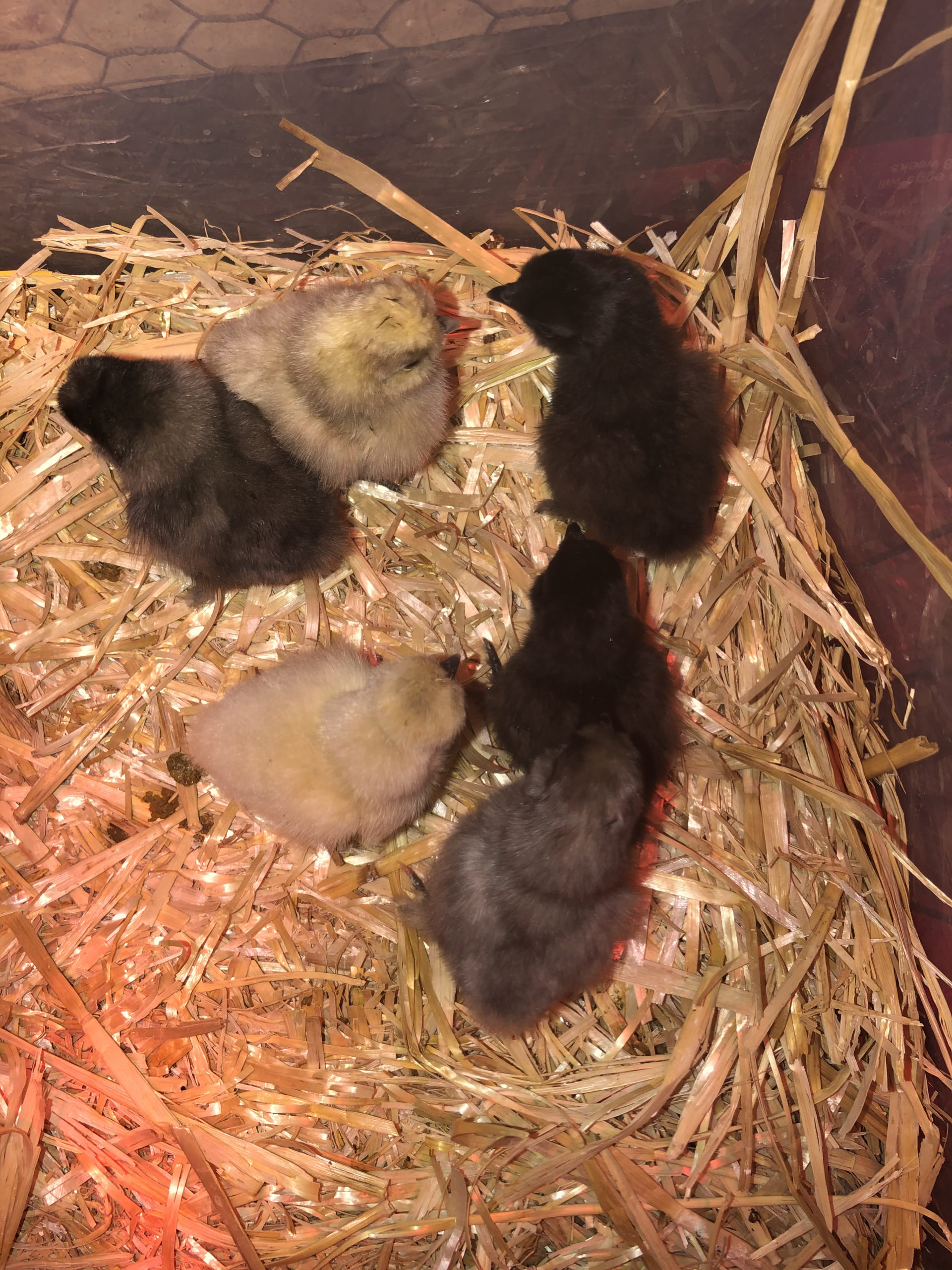 one day old straight run chicks