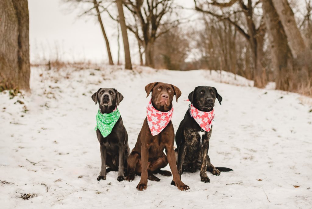 three dogs in the snow together
