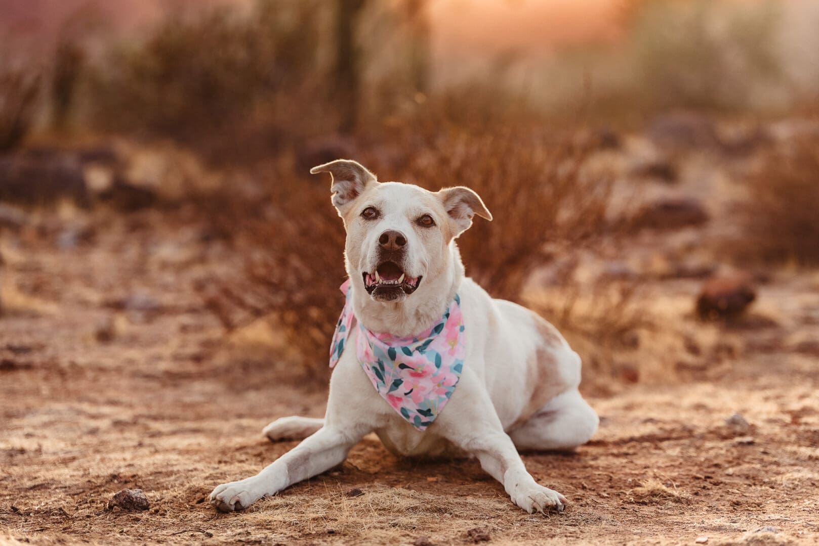 elderly dog portraits