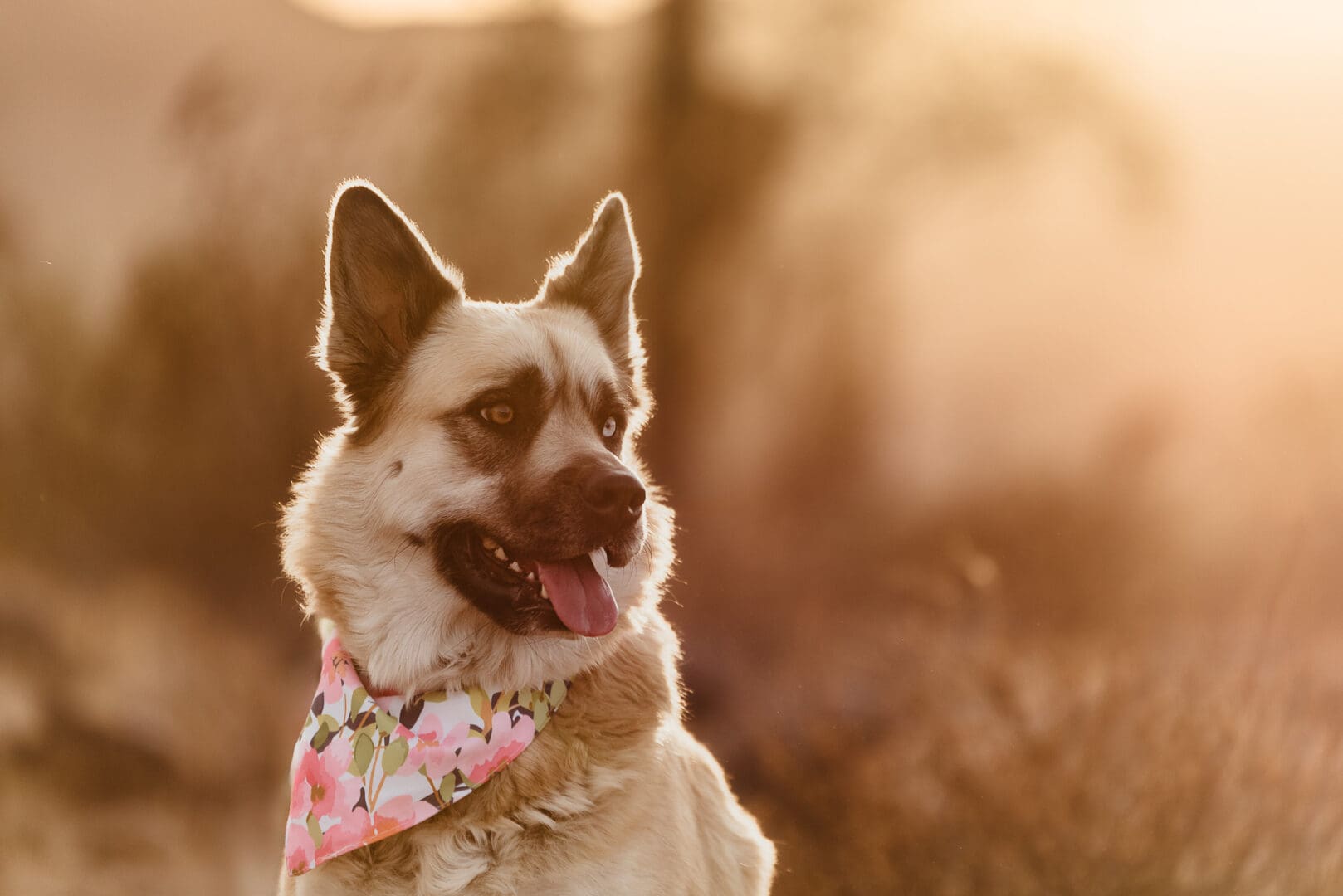 german shepherd husky mix