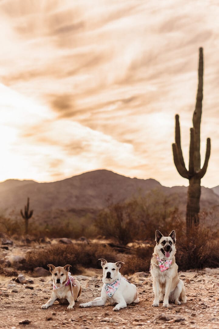 three dogs together for family photos