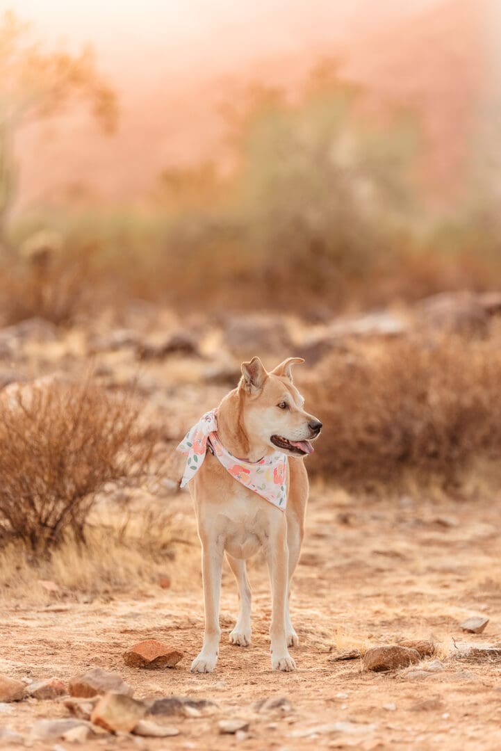 dog portratis at golden hour phoenix arizona