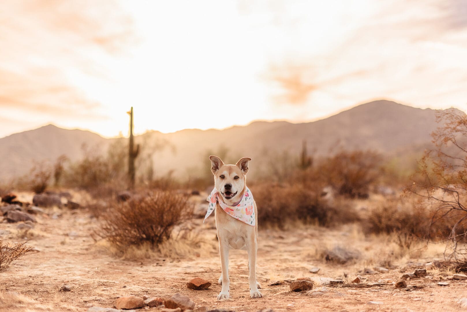 dog portratis at golden hour phoenix arizona